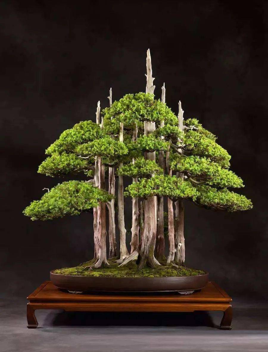 将山野丛林微缩于自家阳台组合式丛林盆景远比想象来得简单