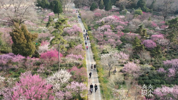 高峰|春风吹更暖 赏花正当时！江苏多地迎赏花高峰