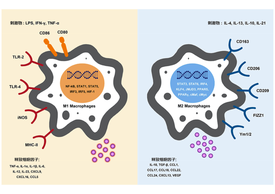 一般来说,巨噬细胞根据功能主要分为经典 m1 巨噬细胞和替代 m2 巨噬