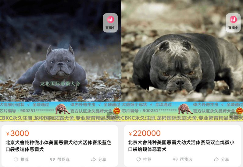 小伙每年卖近千只"恶霸犬",最贵30万一只,"我很丑