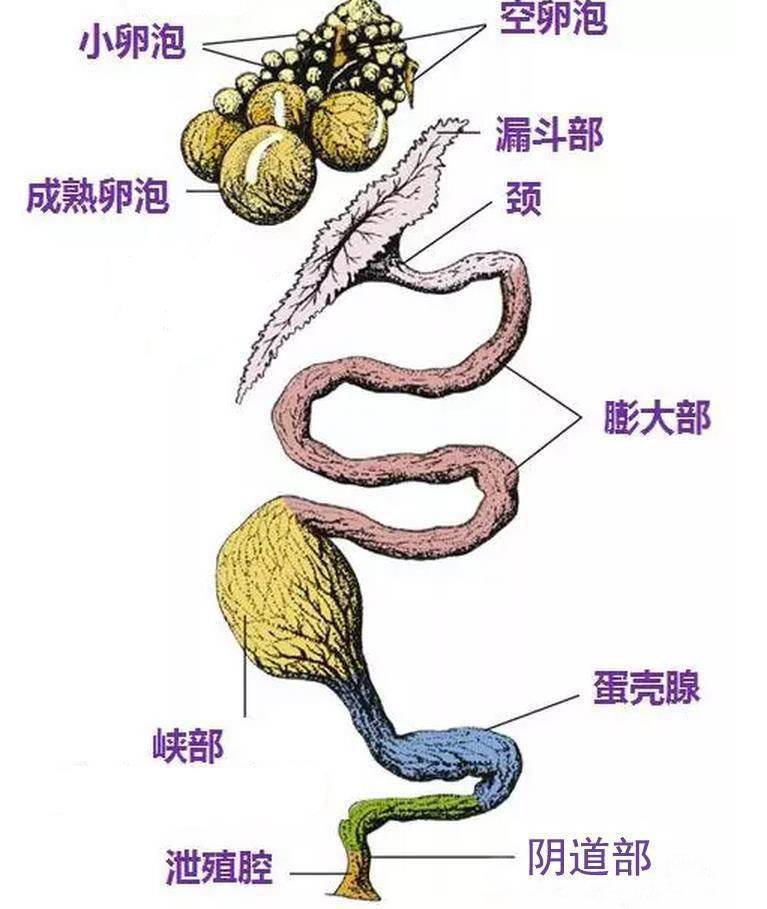 蛋鸡生殖系统各部位作用