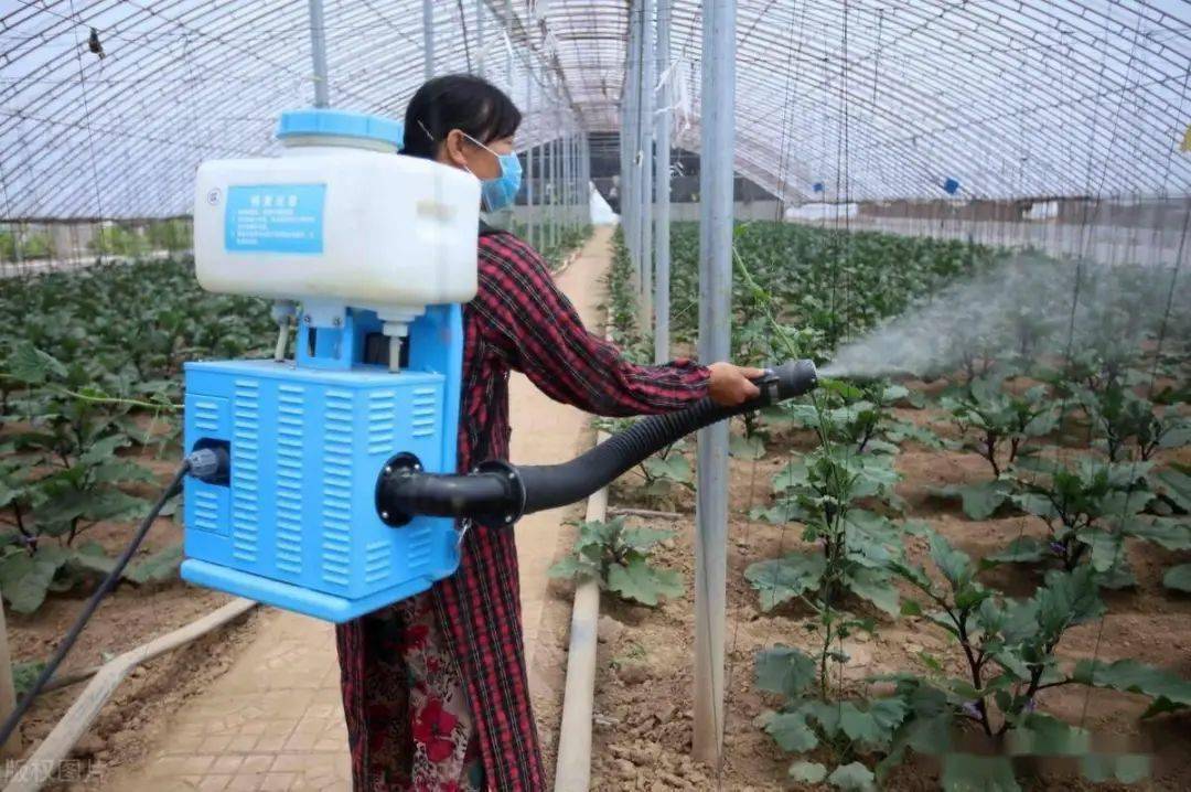 学会这7个小方法不用打药也能防治蔬菜病虫害