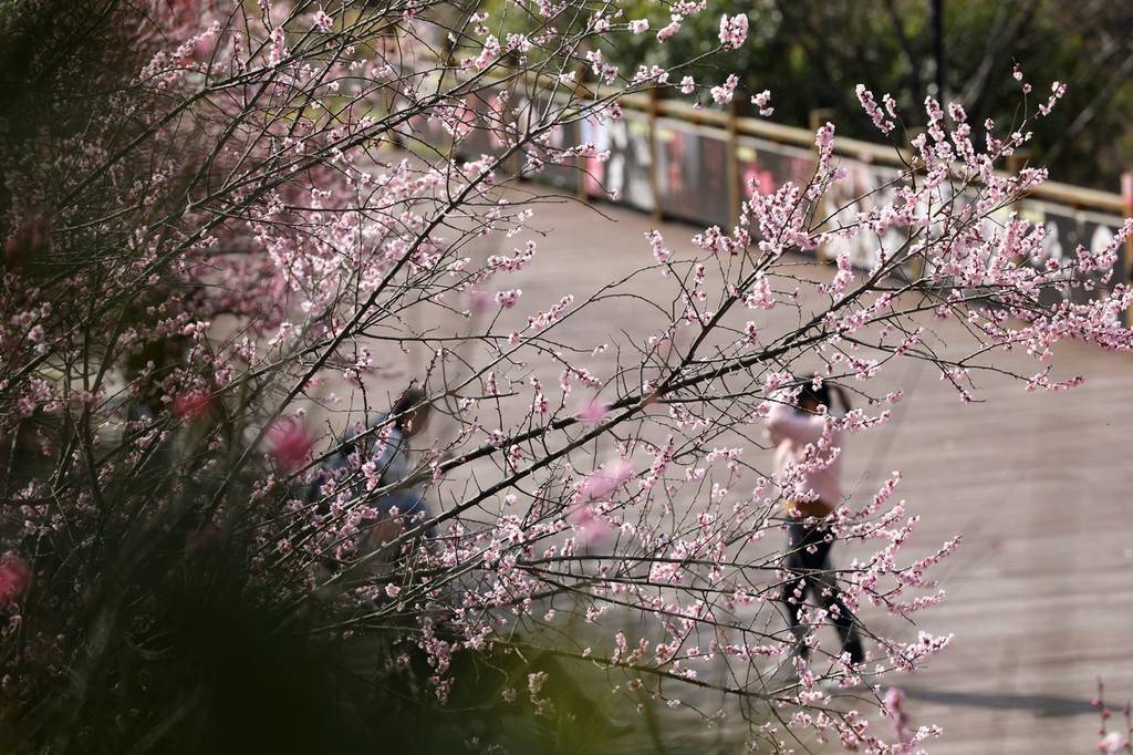 陕西|暖春时节 陕西宁陕子午梅苑梅花盛开迎客来