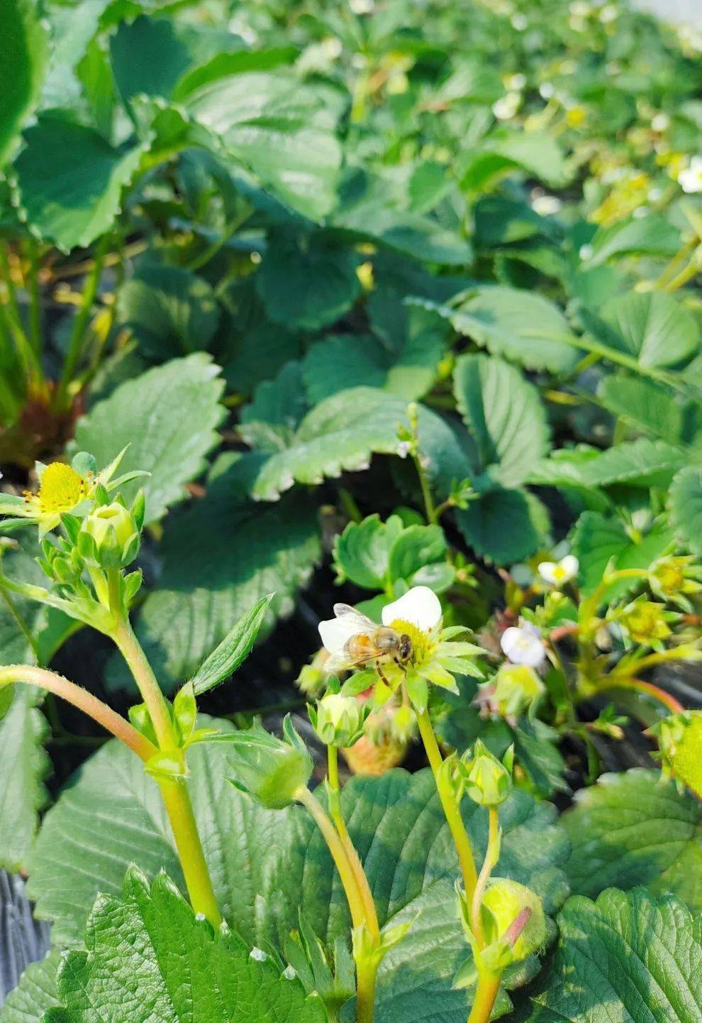 城固县|Hey~ 这是篇很甜的推送→