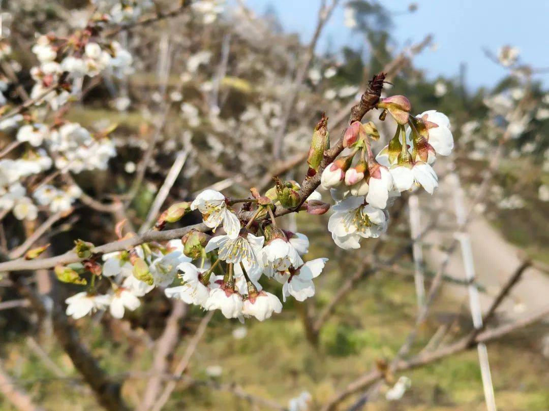 福禄镇青冈坪村樱桃花绽放高山水果望丰收
