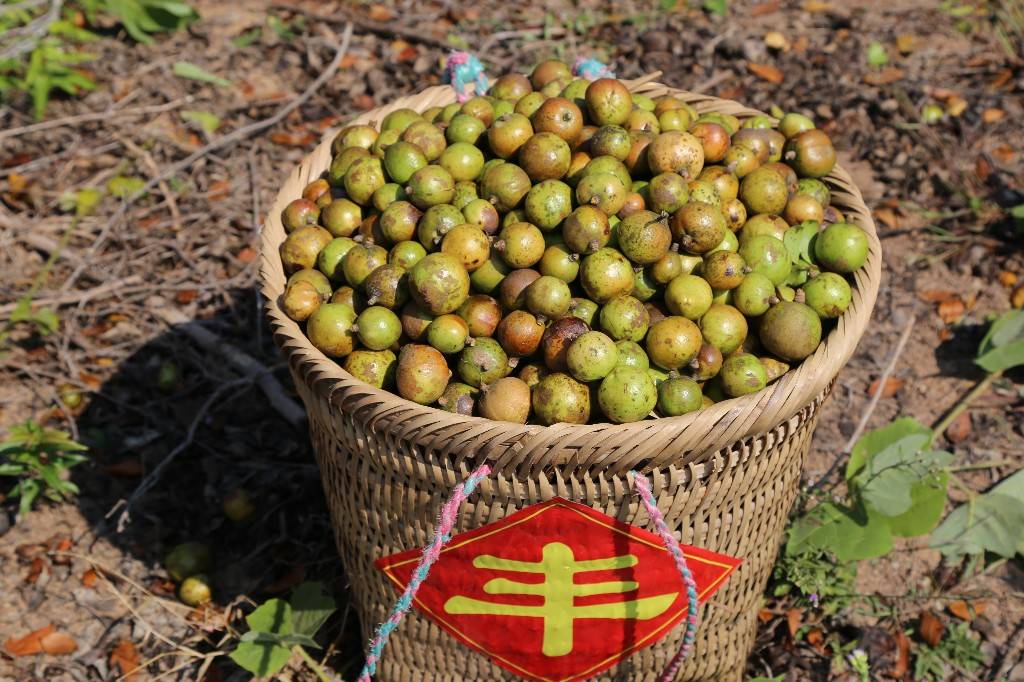广东省首届油茶产业大会今日在河源灯塔盆地举办