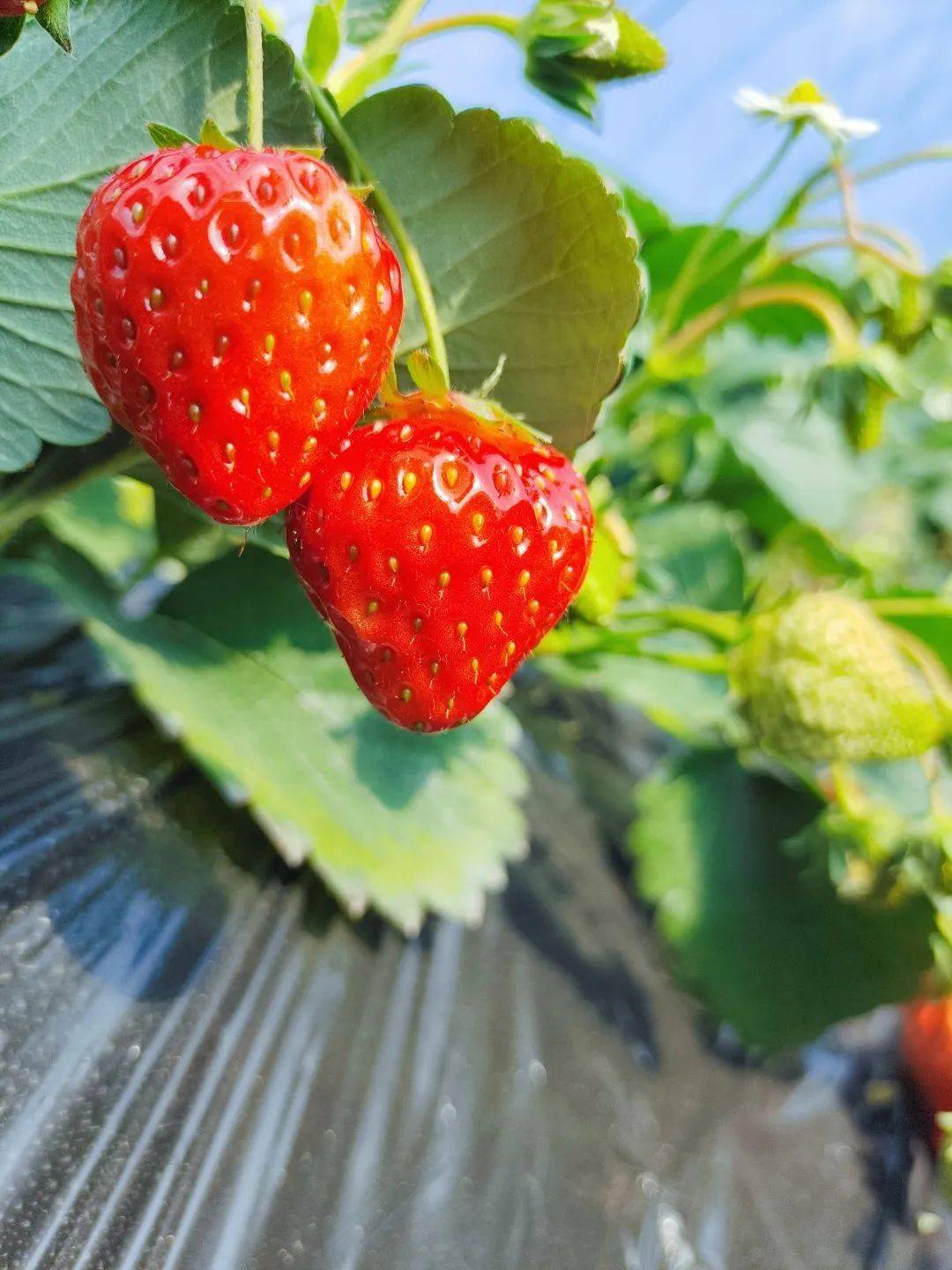 城固县|Hey~ 这是篇很甜的推送→