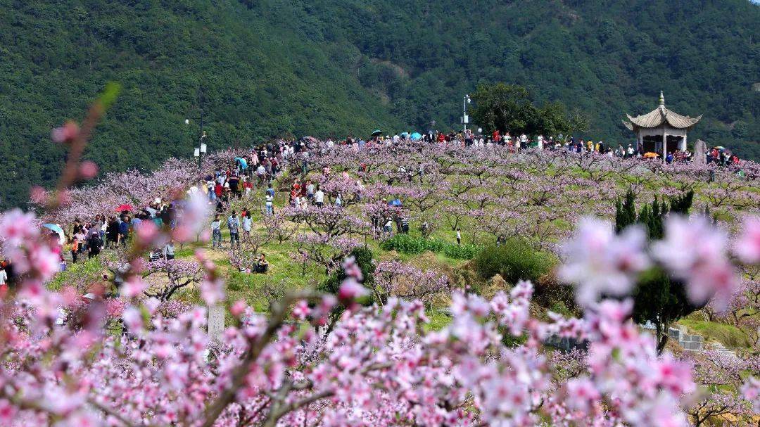 龙泉桃花节2022图片