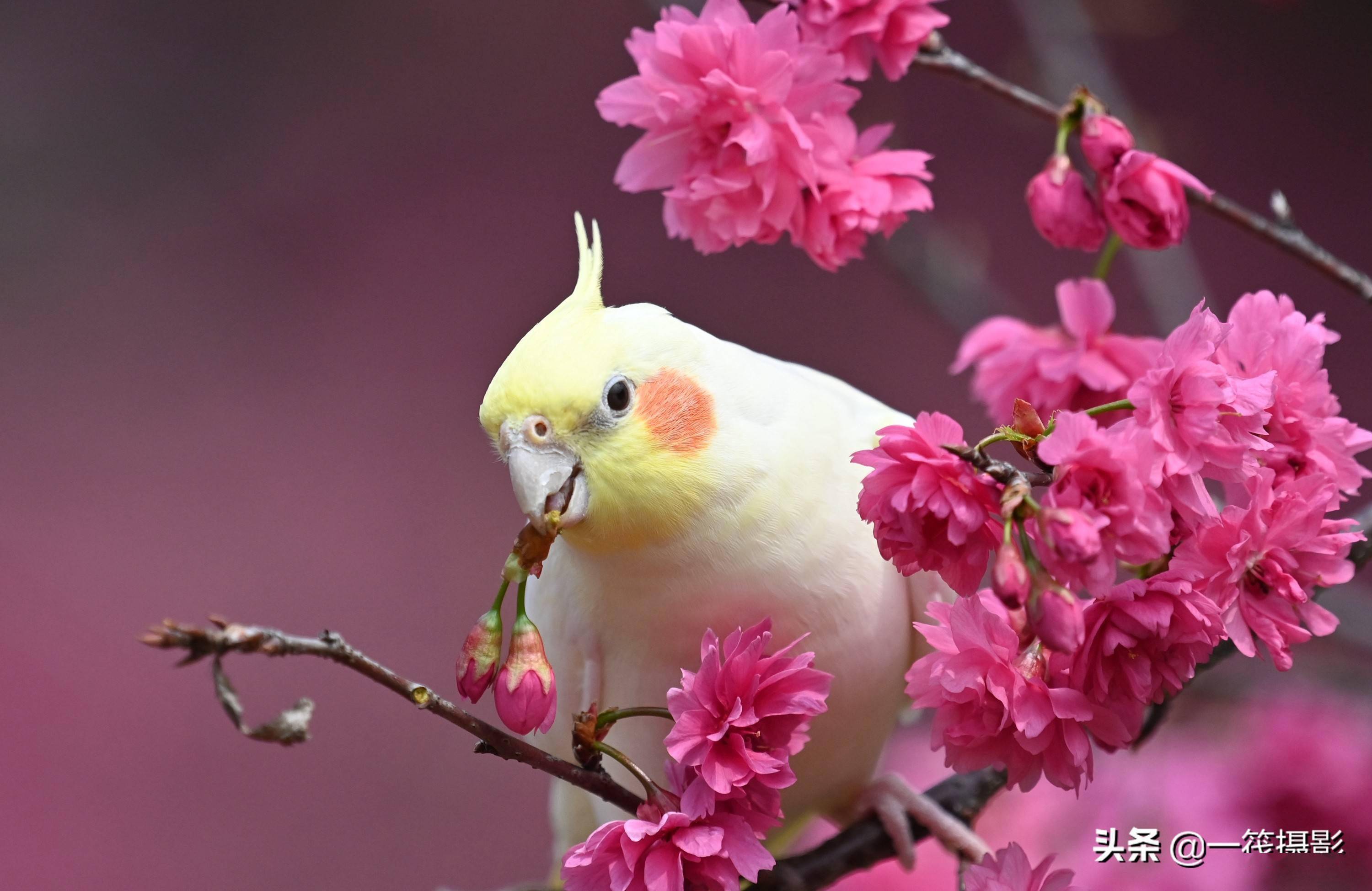玄凤鹦鹉赏樱花,脸蛋花儿相映红_钟花_樱桃_广州