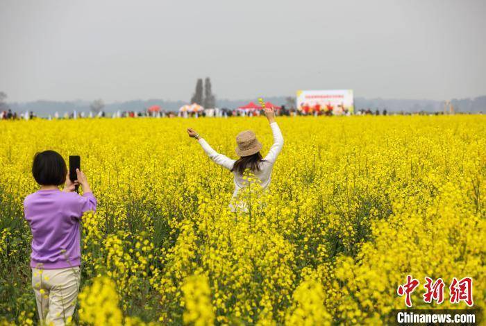 油菜花|江西万安乡村油菜花绽放 春暖花开醉游人