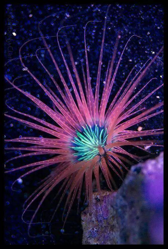20多种珍奇海底动植物_历史_来源_动植物