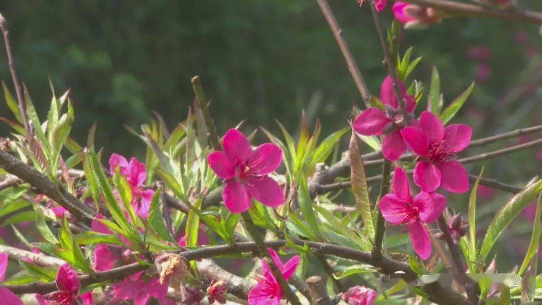 桃花迎春鬥豔 農民喜上眉梢_馮寶成_肇慶市_橫山鎮