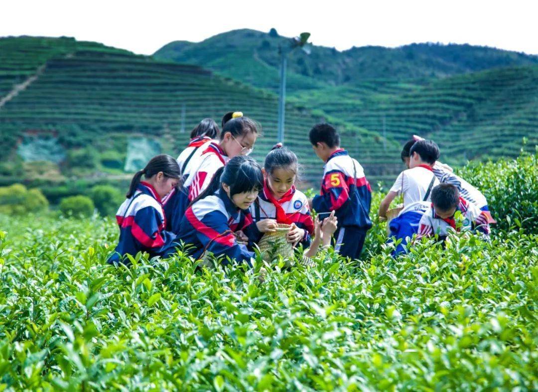 茶艺培训中心_哈尔滨茶艺培训班_哈市茶艺培训班