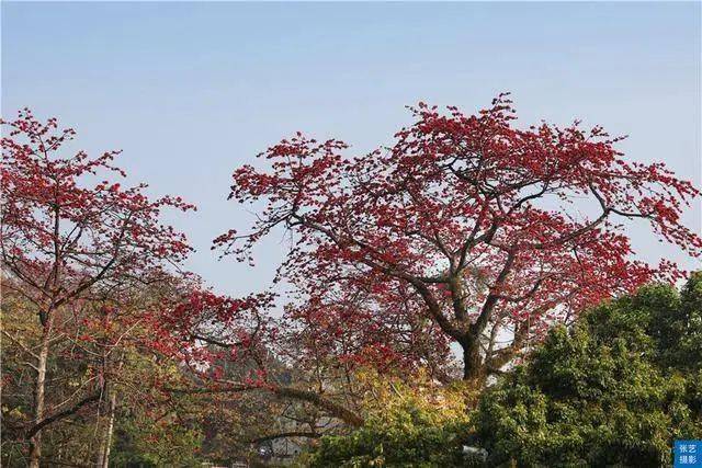 满园春色|赏桃花何须远行，桃花故里最仙境，广州白云山桃花涧让人流连忘返