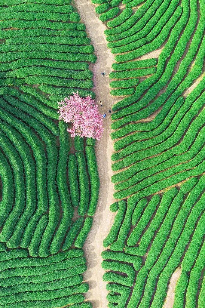 赏樱|3月，给春天“搞点颜色”看看