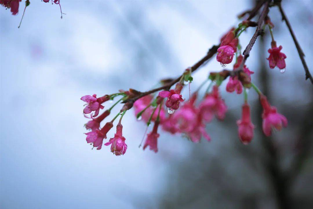 赏樱|3月，给春天“搞点颜色”看看