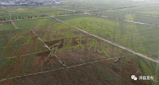 油菜花|藏不住啦！3D田园艺术景观雏形初现