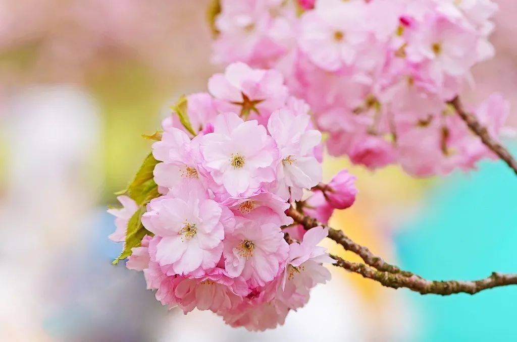 赏樱|3月，给春天“搞点颜色”看看