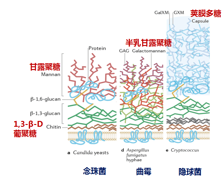 張喜慶 吳秀禎 周澤奇 | 老年呼吸系統真菌病早期精準診斷技術研究與