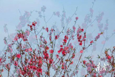 春风|花花仙境！南国桃花醉春风