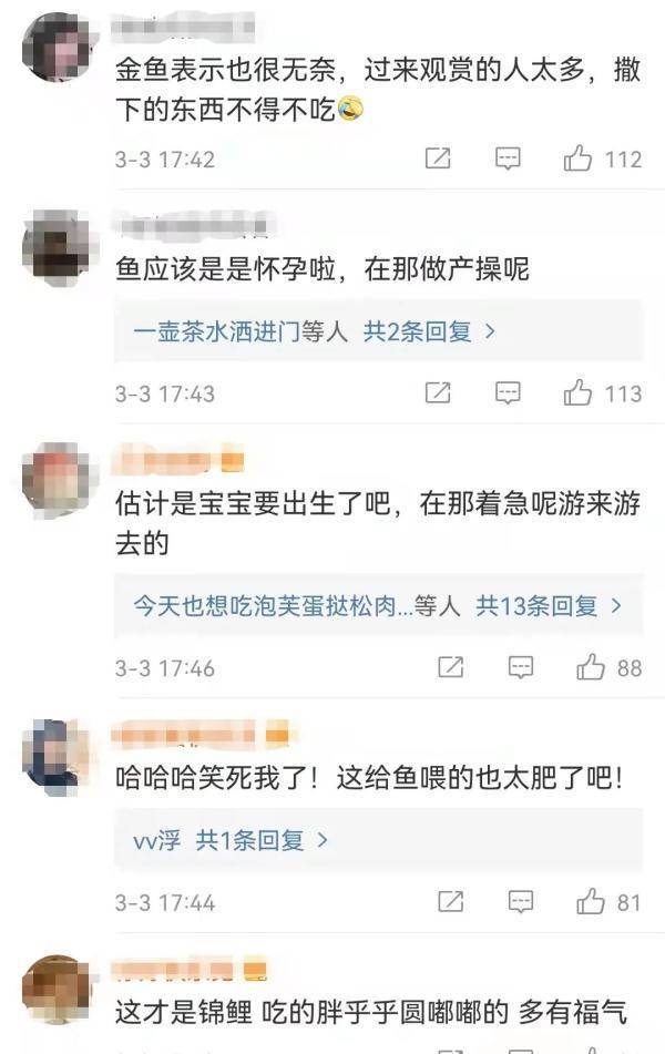 号外|济南趵突泉的鱼为啥胖成球？