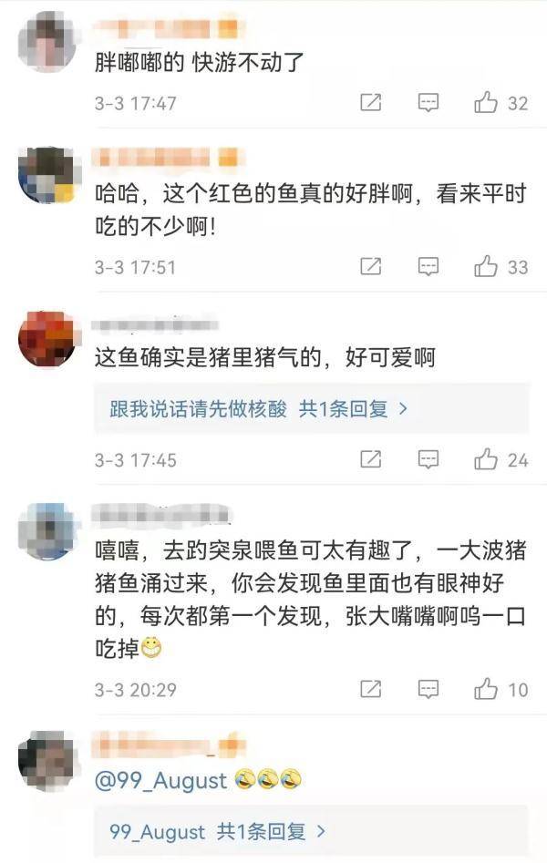 号外|济南趵突泉的鱼为啥胖成球？