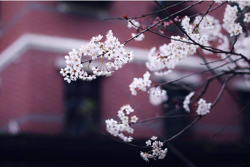 攻略|又见花开都江堰 | 三月赏花攻略来袭，快来邂逅“花花世界”！