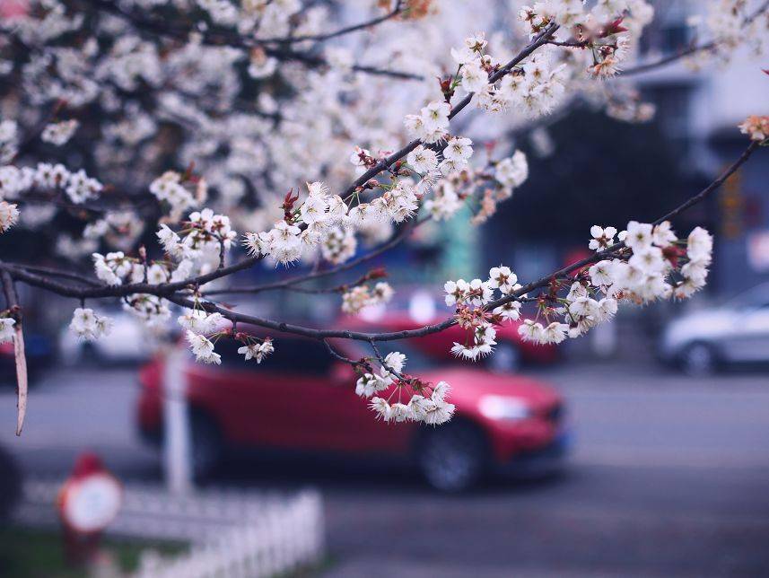 攻略|又见花开都江堰 | 三月赏花攻略来袭，快来邂逅“花花世界”！