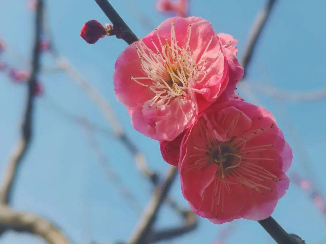 花海|春日花海说开就开，这波浪漫送给如花的你！