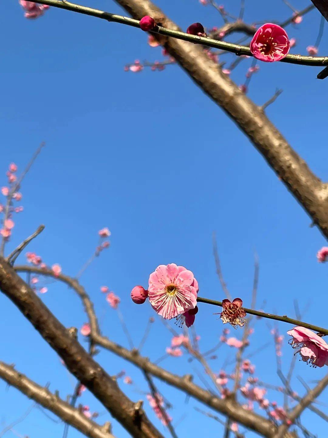 花海|春日花海说开就开，这波浪漫送给如花的你！