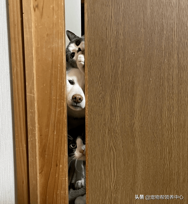 感觉背后凉飕飕回头竟是两猫一狗趴门缝惊吓之余被萌哭了
