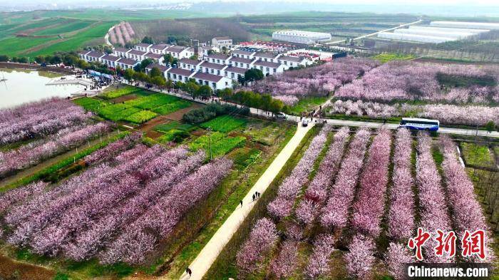 游客|湖北襄阳：樱花盛开扮靓移民新村