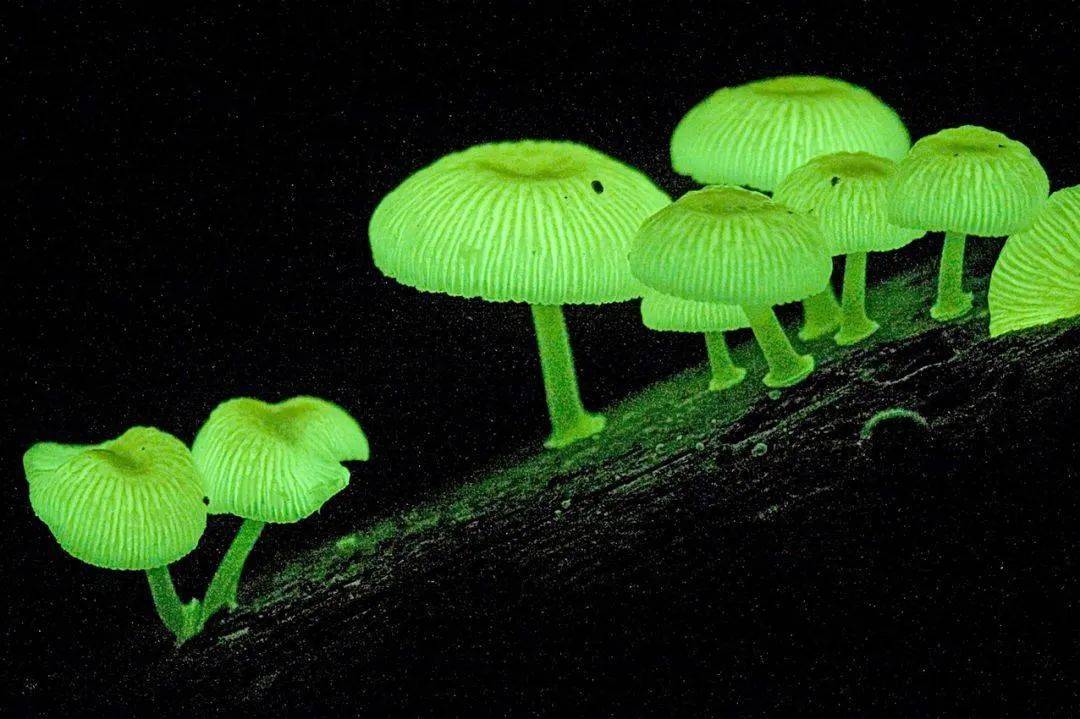 科幻片中那些会发光的植物是凭空想象还是真实存在
