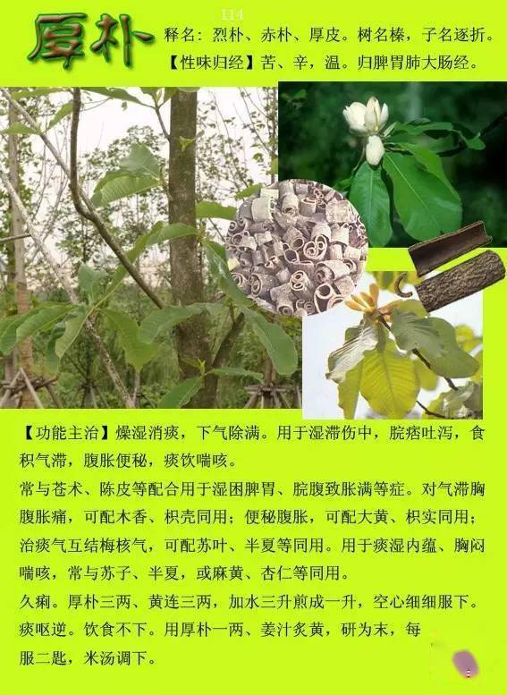 300种常见中草药图谱含功能主治
