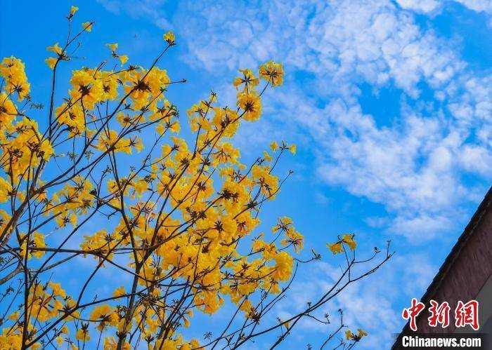 生活|提升“赏花经济”体验感 首届大湾区黄花风铃生活周广州启动