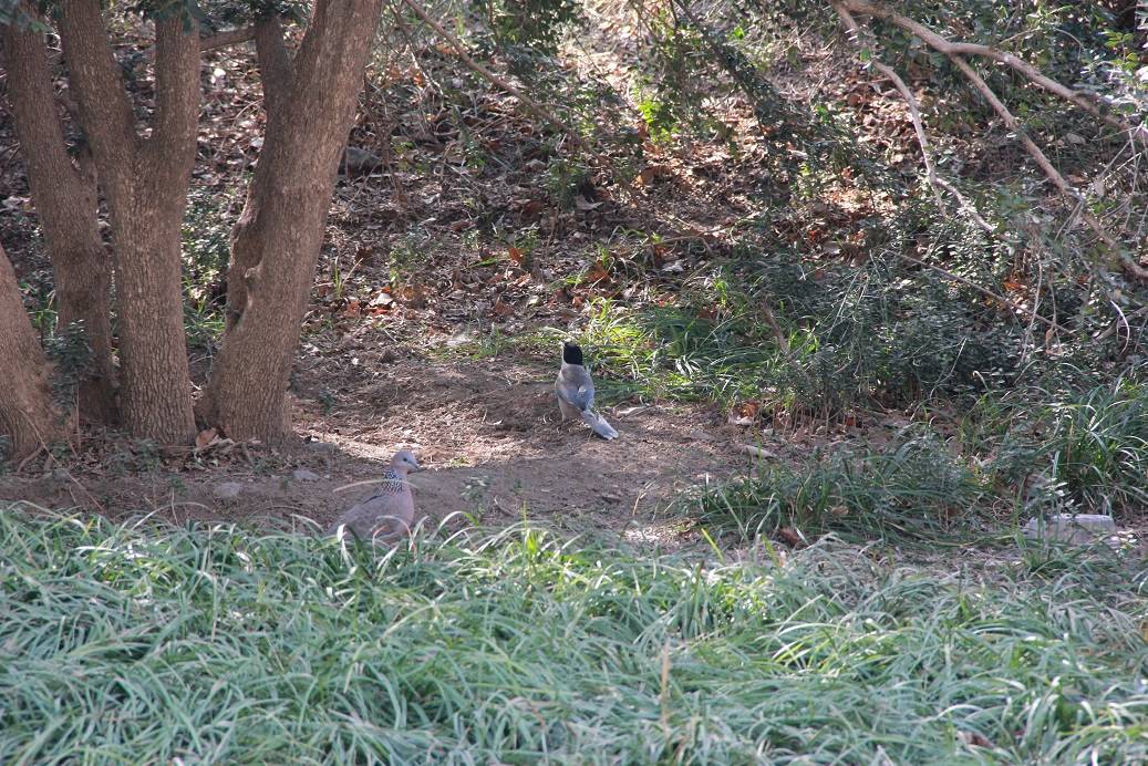 古代|惊蛰时节，暖阳新圃看虫萌