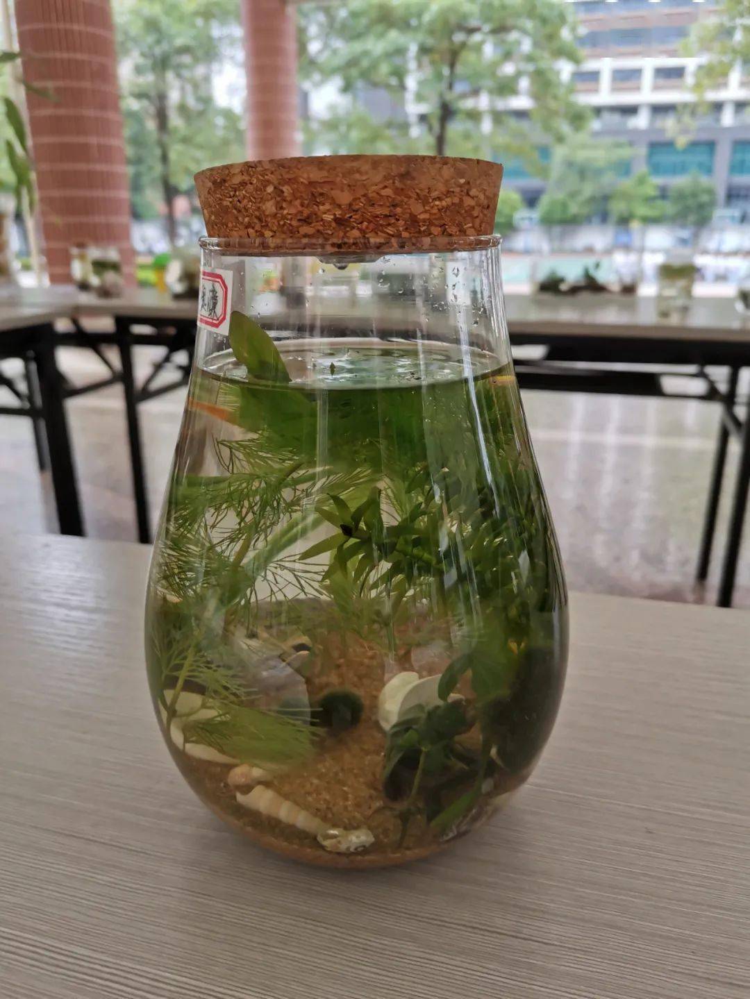 的学习内容,布置同学们完成了一份别开生面的生物实践作业---生态瓶的