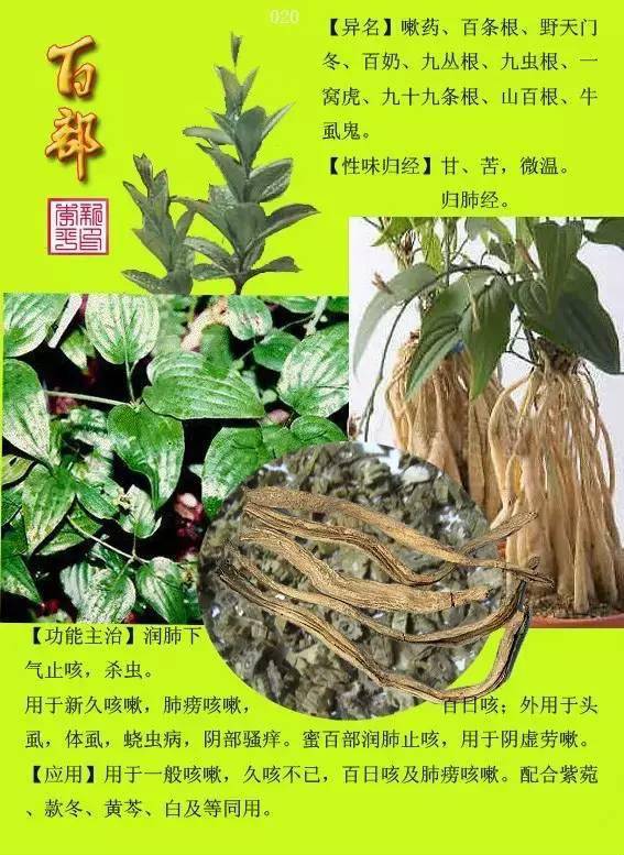 300種常見中草藥圖譜含功能主治