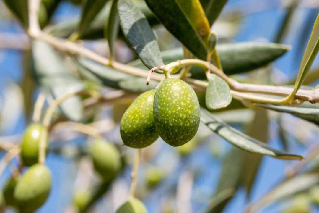 成分频道 | 新晋网红大扒皮_油橄榄_皮肤_炎症