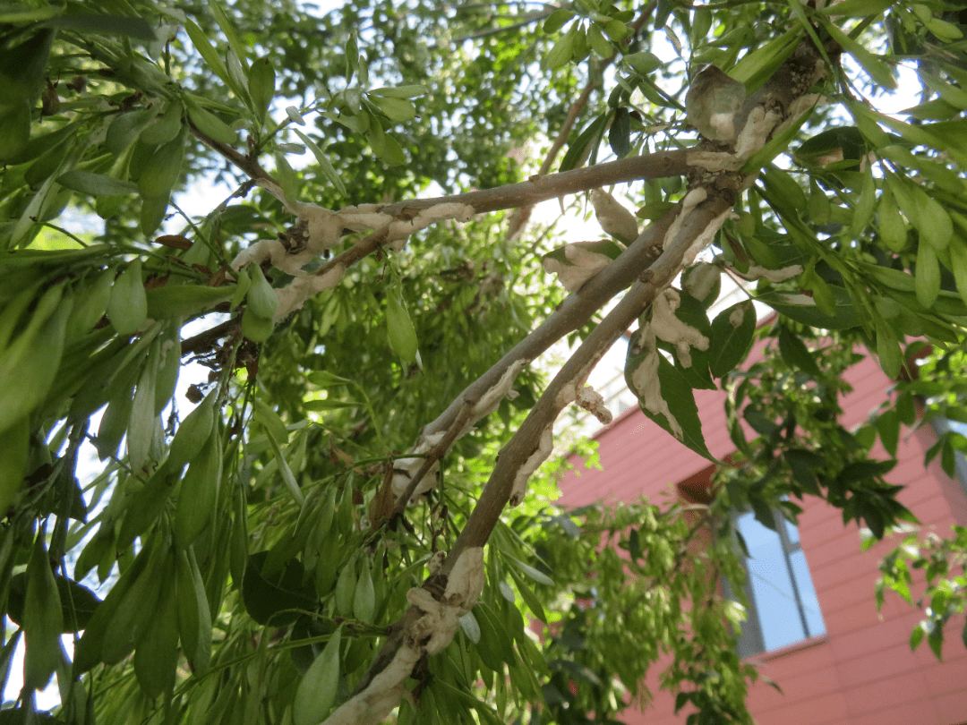 园林有害生物科普白蜡绵粉蚧