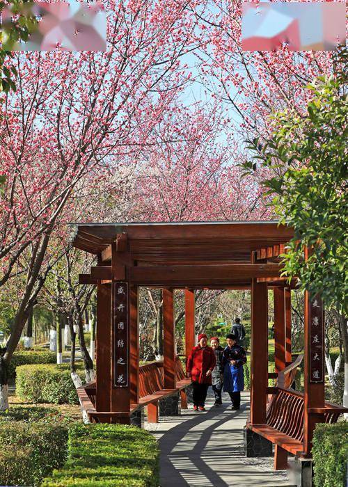 景中|茂县：梅花绽放成风景 暗香浮动惹人醉