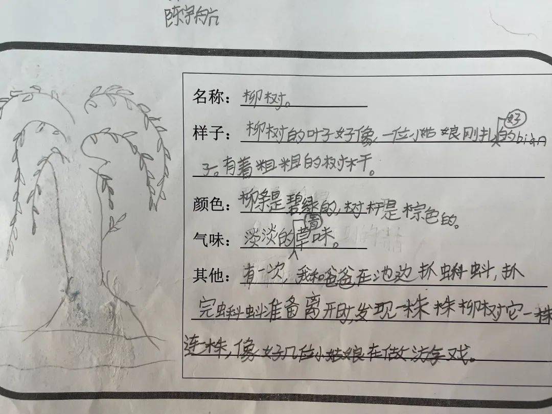 植物朋友皆为可爱301中队我的植物朋友习作分享