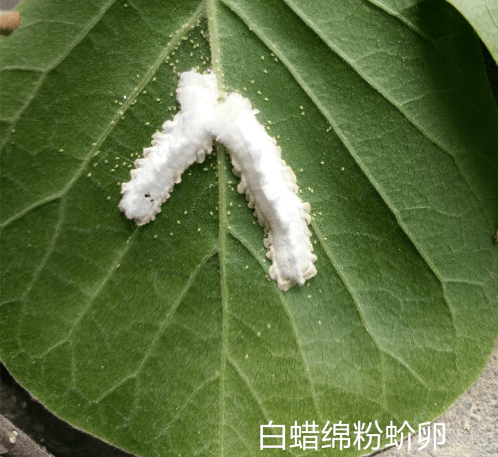 白蜡蚧幼虫图片