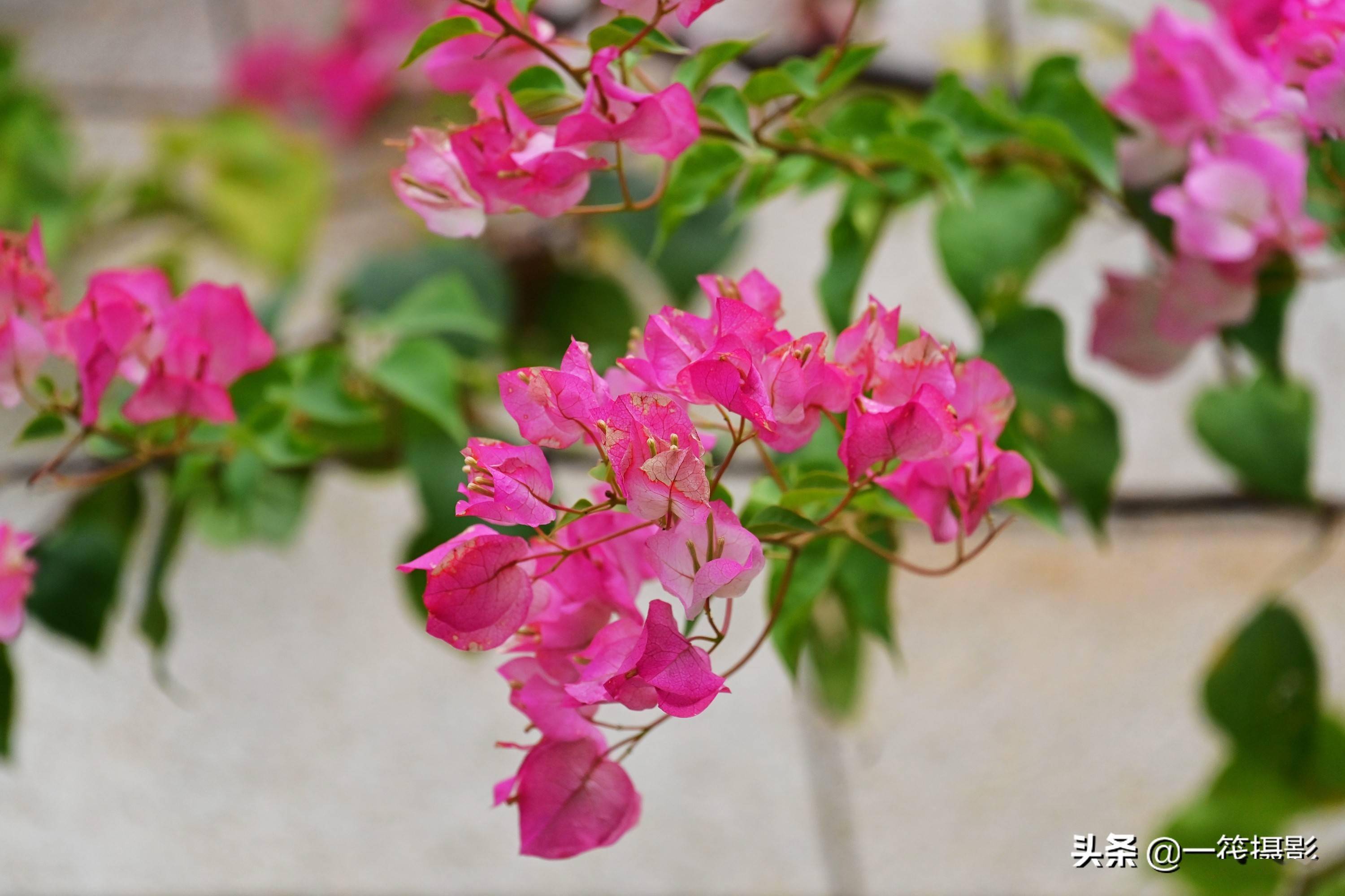 美花欣赏粉色三角梅