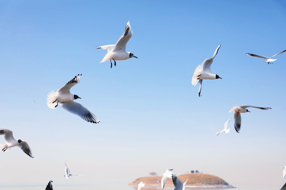 乌海红嘴鸥回来了!_老朋友_时候_湖一