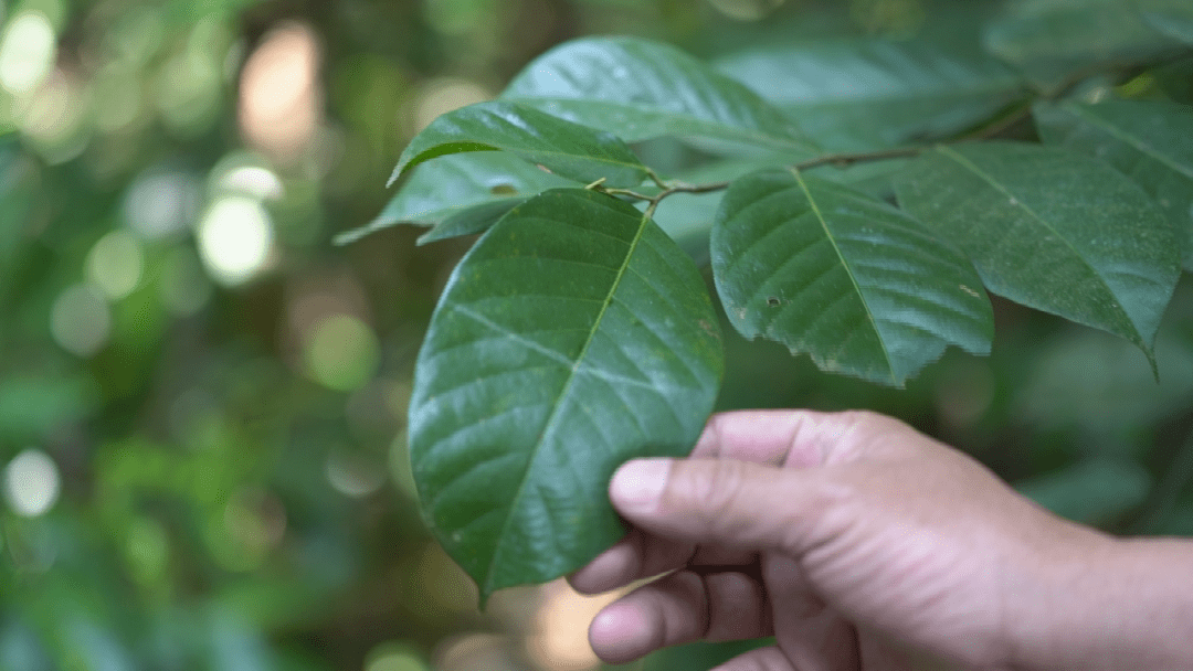 探访国家一级濒危珍稀植物:坡垒_屯昌_海南_资源