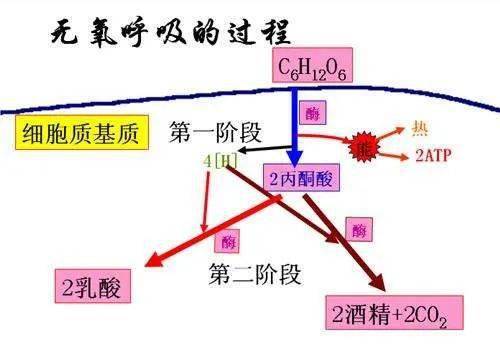 有氧呼吸過程圖解酶促反應過程豚鼠胰腺腺泡細胞分泌蛋白形成過程圖解