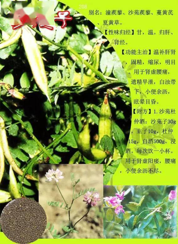 300种常见中草药图谱含功能主治