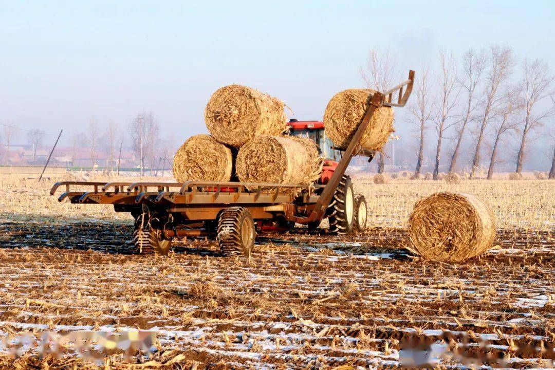 摄影‖孙宪利:秸秆离田_作品_苞谷_榆树