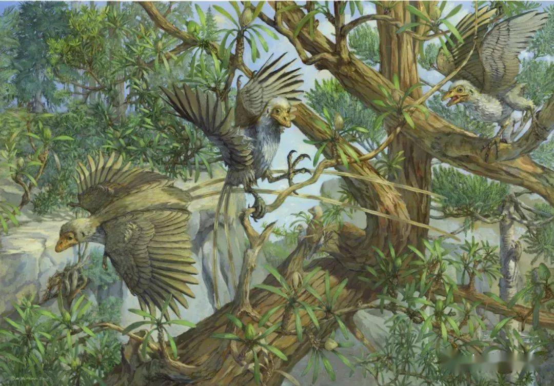 每周科普从热河飞出来的鸟儿热河生物群古鸟类研究报道